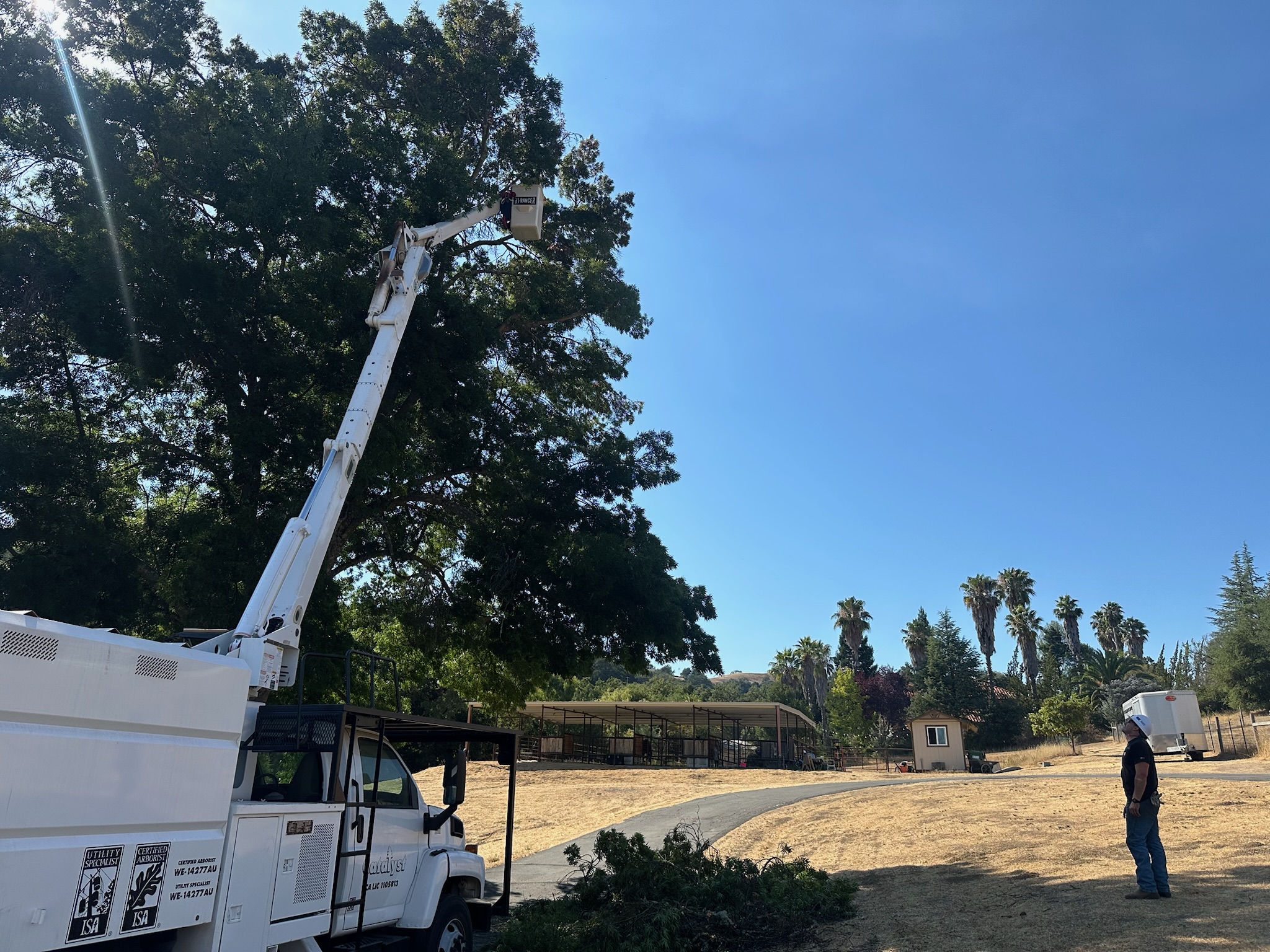 Catalyst Tree Service bucket truck crew performing aerial tree removal with boom lift