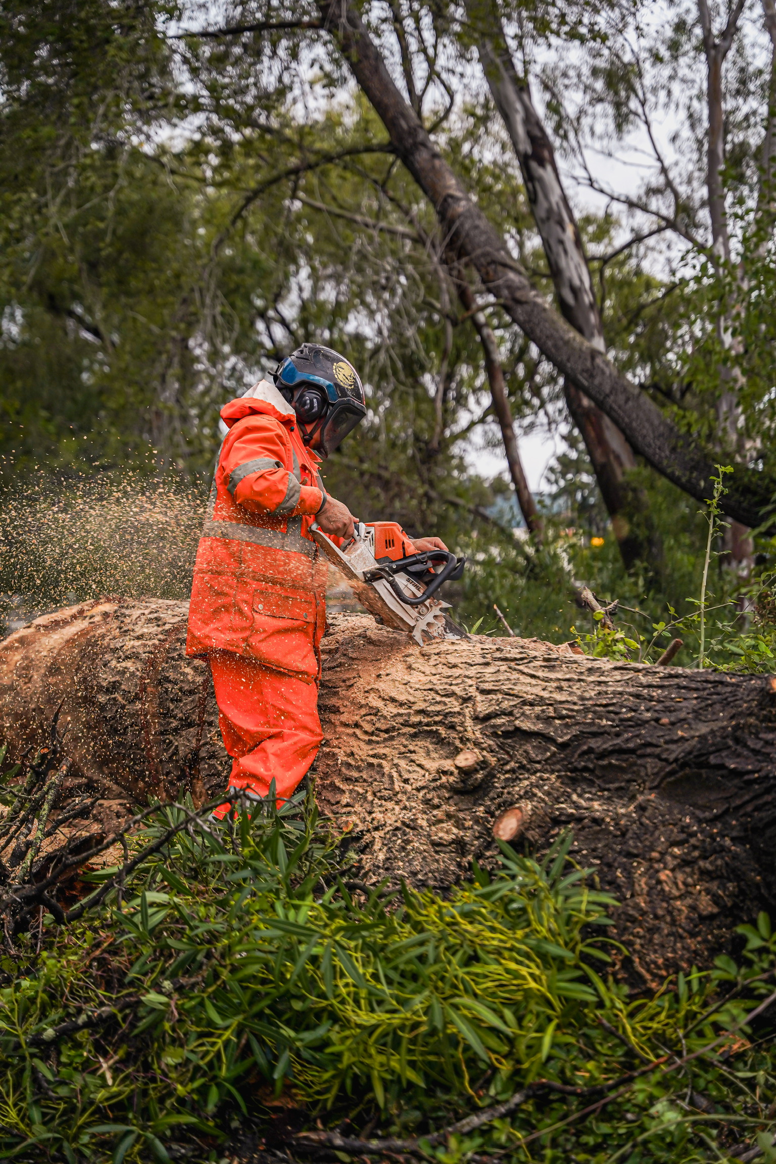 Catalyst Tree Service arborist in full safety gear cutting through a large fallen tree trunk with a chainsaw